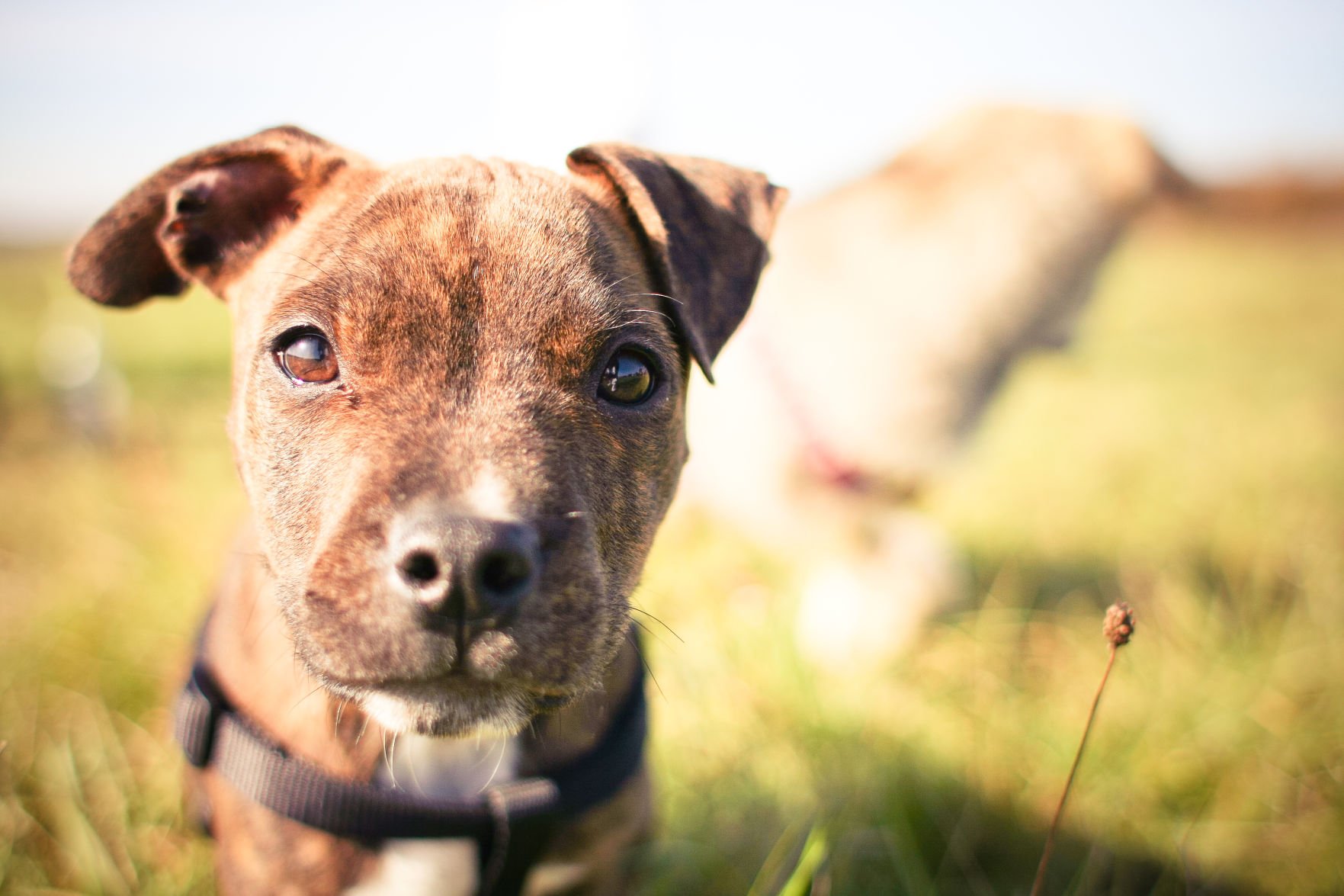 Bobby's pit bull sale rescue and sanctuary