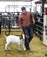 A grand day for champions at Hunt County Fair and Livestock Show