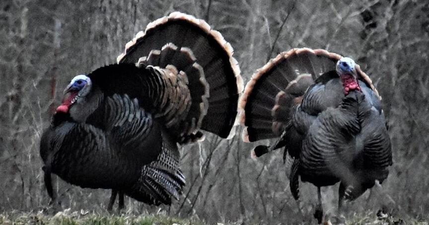 Turkey is not just for Christmas