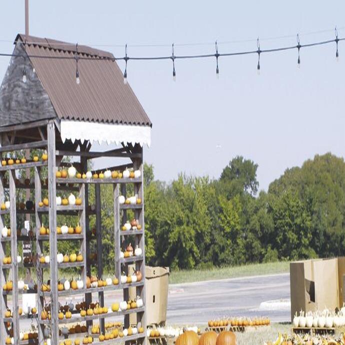 Multiple pumpkin patches opening for fall season this week ...