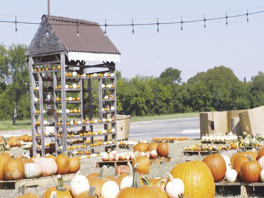 Multiple pumpkin patches opening for fall season this week ...