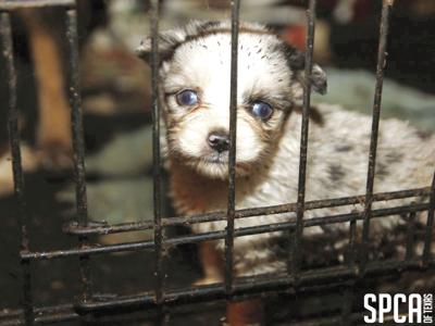 Spca Of Texas Seizes 72 Dogs From Van Zandt County News Heraldbanner Com