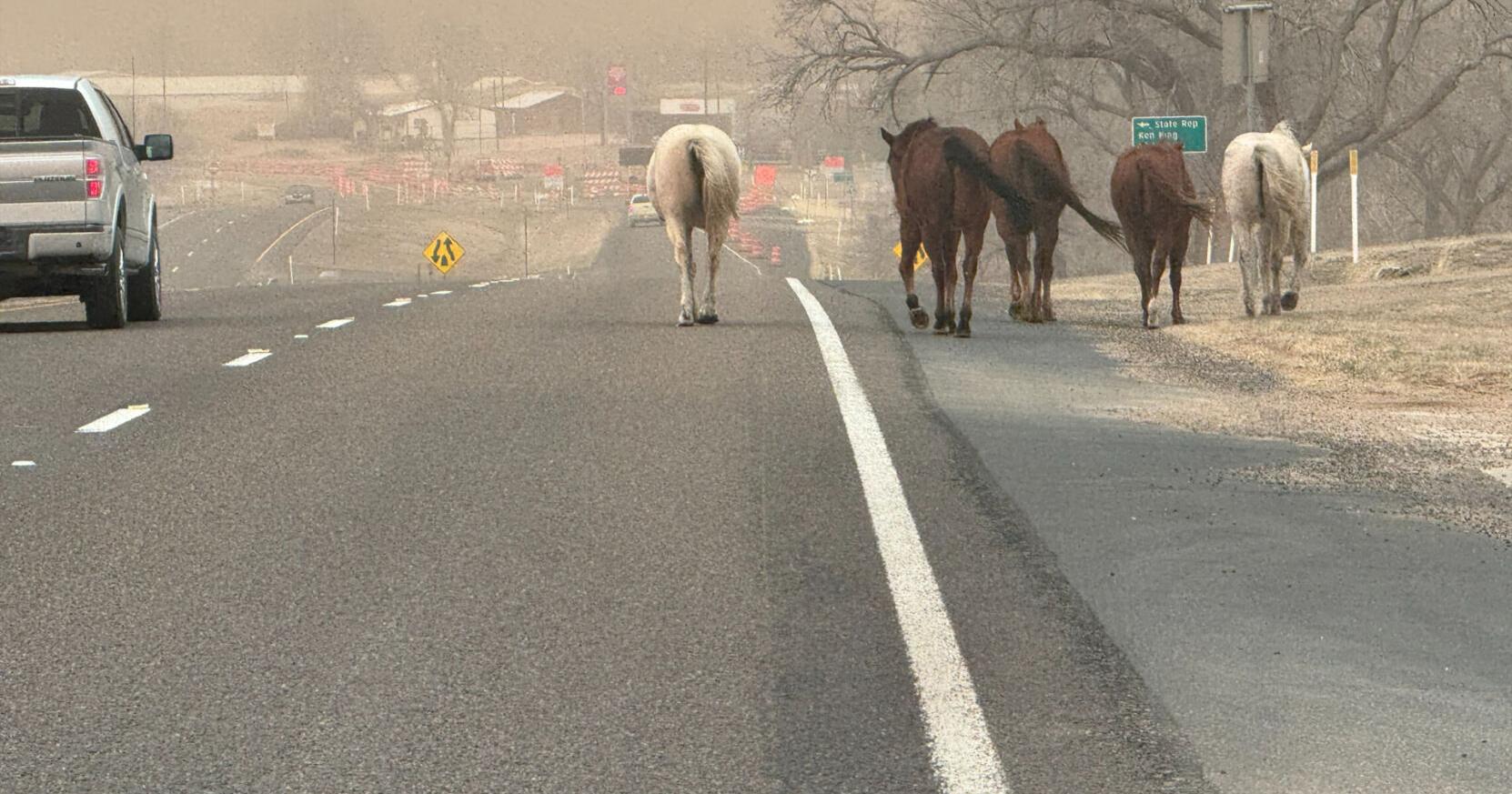 Hay, feed, fencing supplies needed to support Texas Panhandle wildfire victims - Vimarsana News