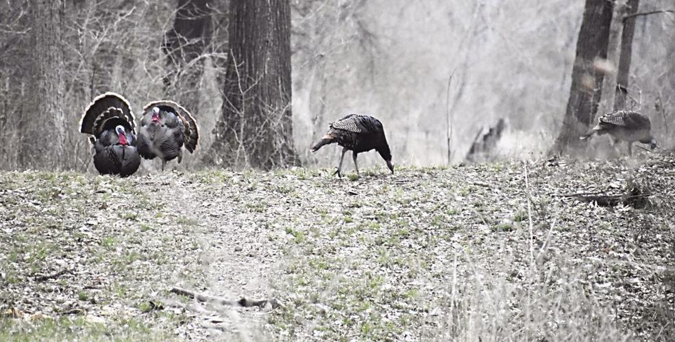 Outdoors with Luke: Luke photographs wild turkey; hangs out with friends at Ron-de-Voux | Sports Outdoors with Luke: Luke photographs wild turkey; hangs out with friends at Ron-de-Voux | Sports