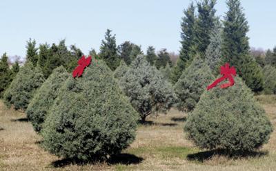 Holiday Hunting Season Sales Kick Off Today For Hunt County S Popular Christmas Tree Farms Local News Heraldbanner Com