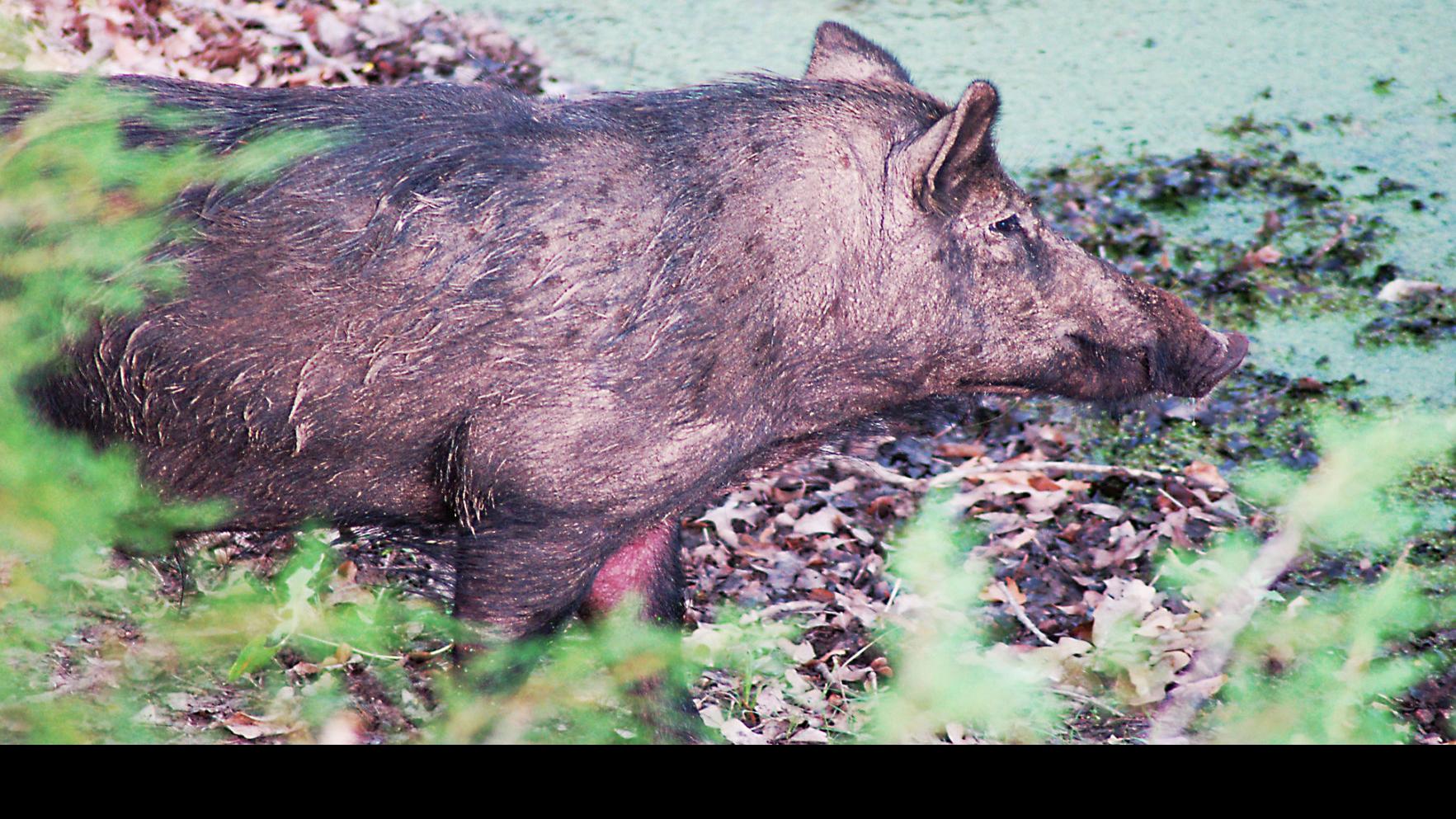 Outdoors With Luke Wild Hogs Can Be Good Eating Sports Heraldbanner Com