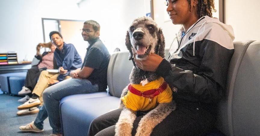 East Texas A&M welcomes Phantom the therapy dog to support student mental health