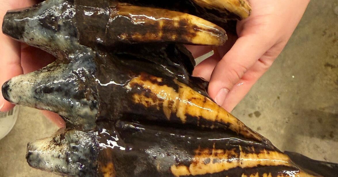 Well-preserved tooth from Pacific mastodon found in a creek in San Francisco Bay Area