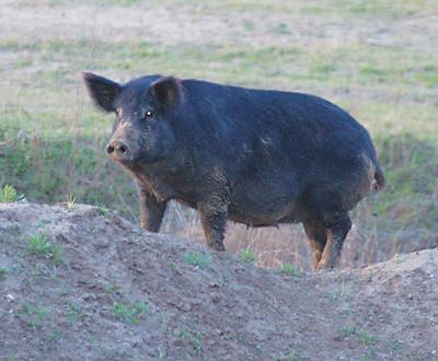 Outdoors with Luke: Luke share tips on cooking wild pork | Sports