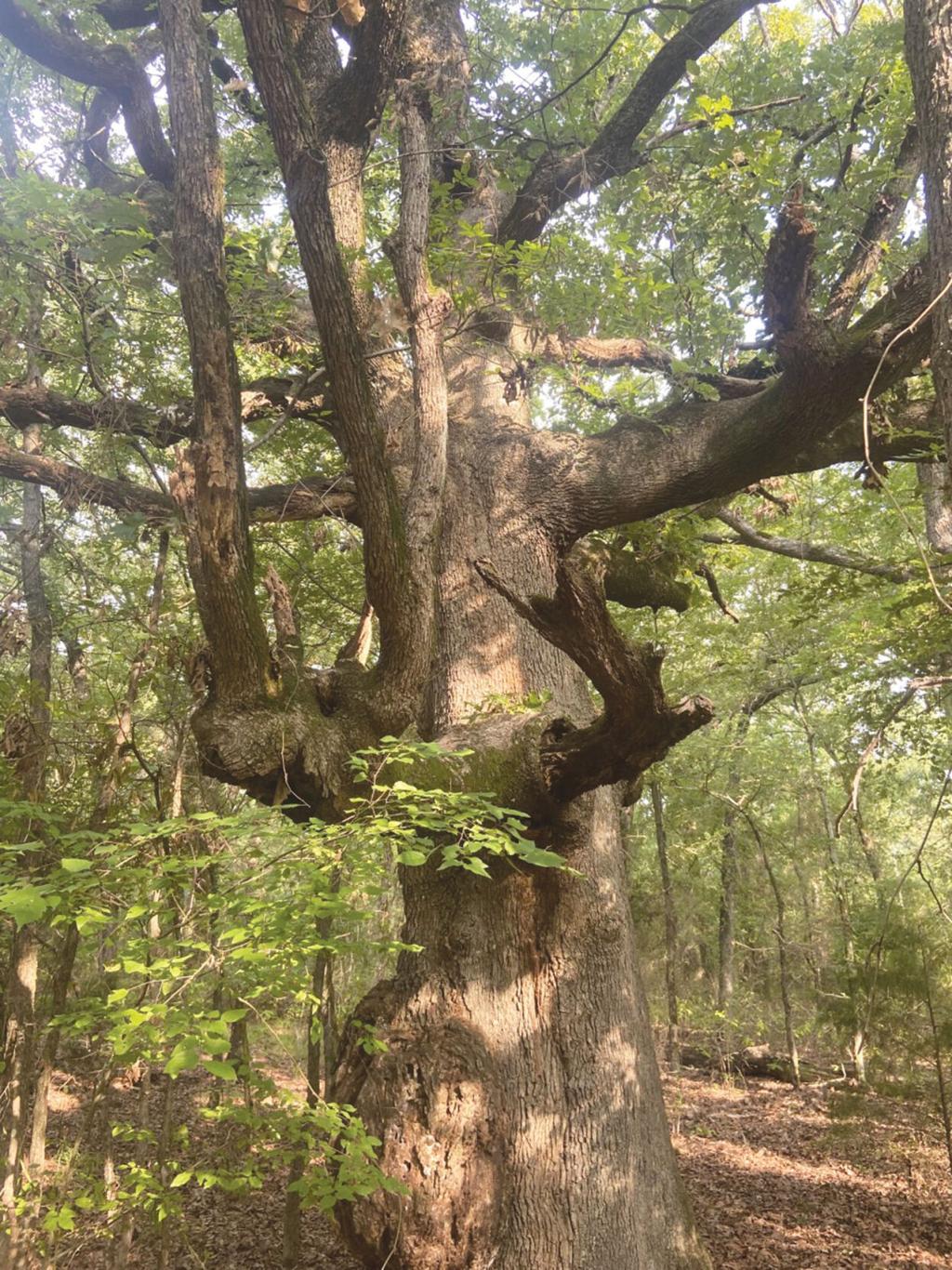 Outdoors with Luke: If only an old tree could tell its story ...