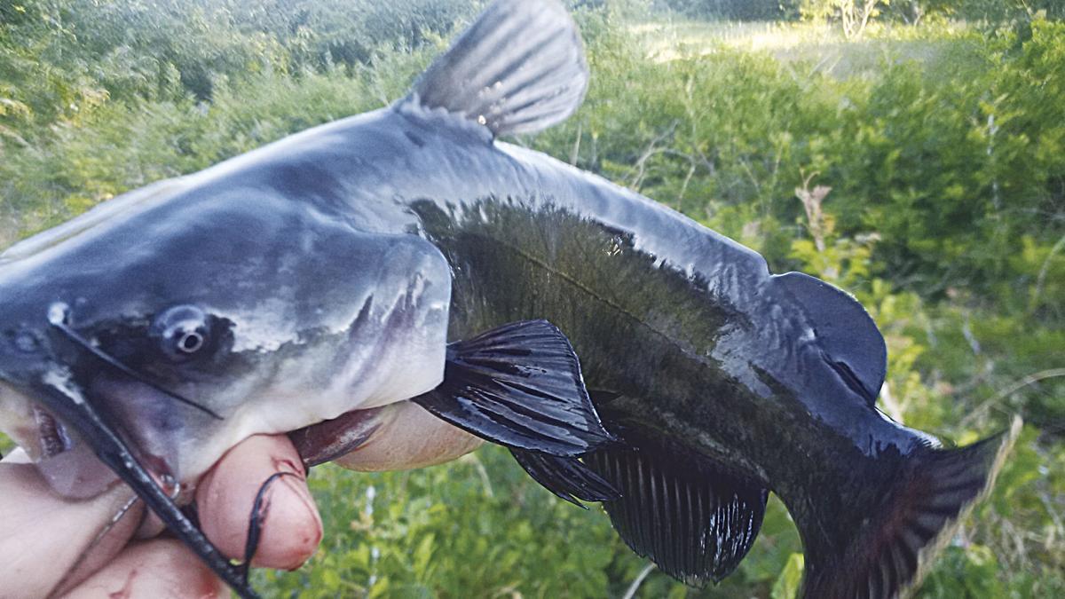 OUTDOORS: What's the best catfish bait?, Sports