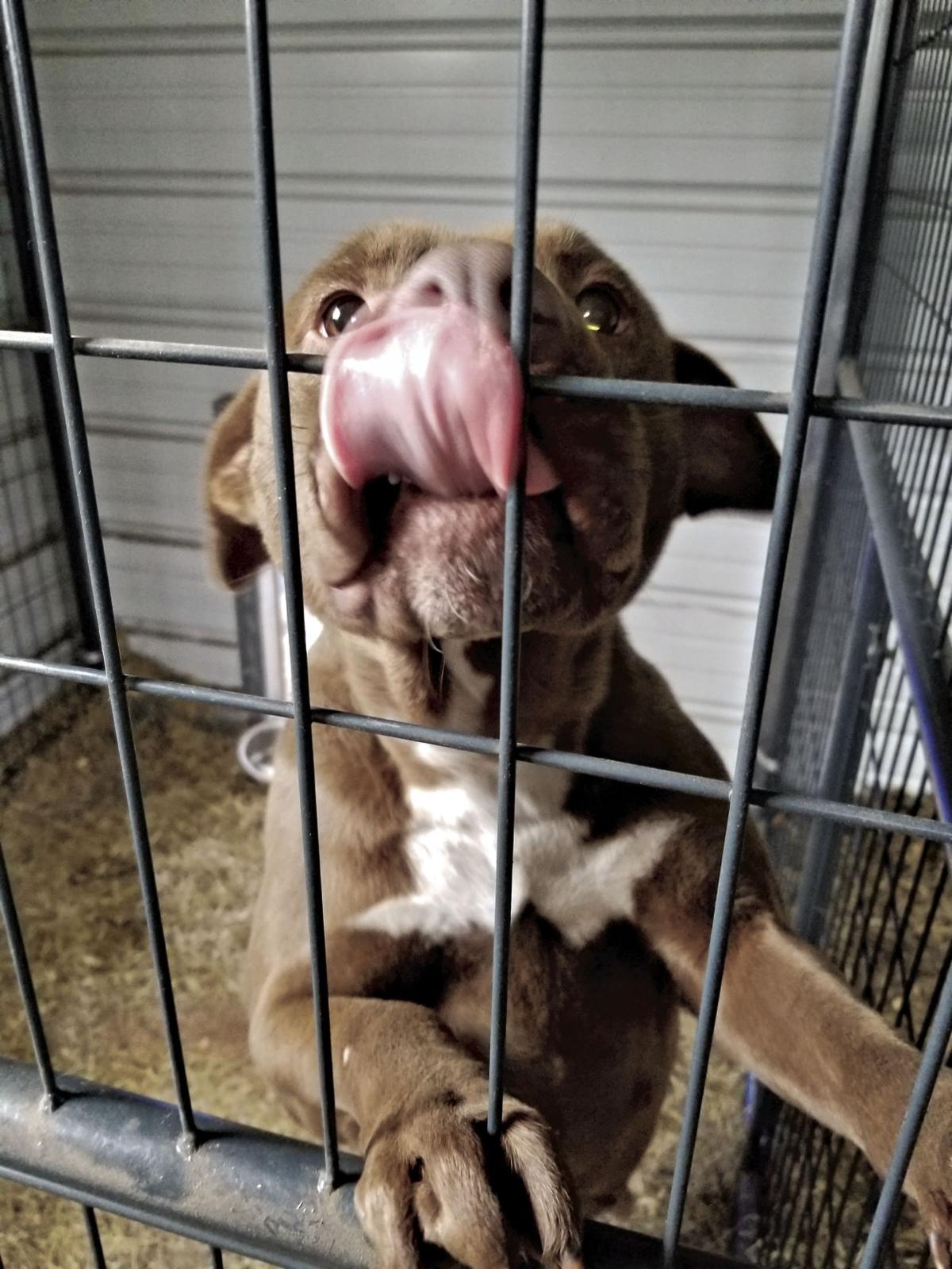 finding forever homes news