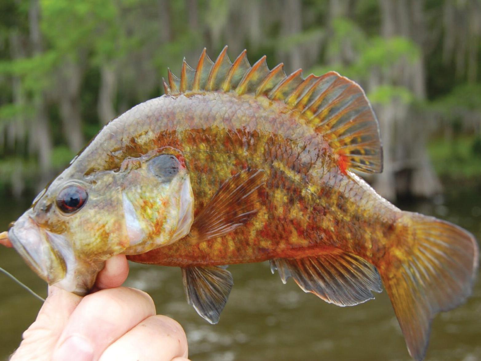 Luke writes about fishing for bream | Sports | heraldbanner.com