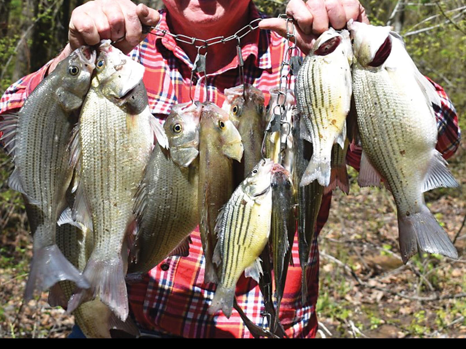 4 Essential Sand Bass Run Lures For The Spring Spawn 