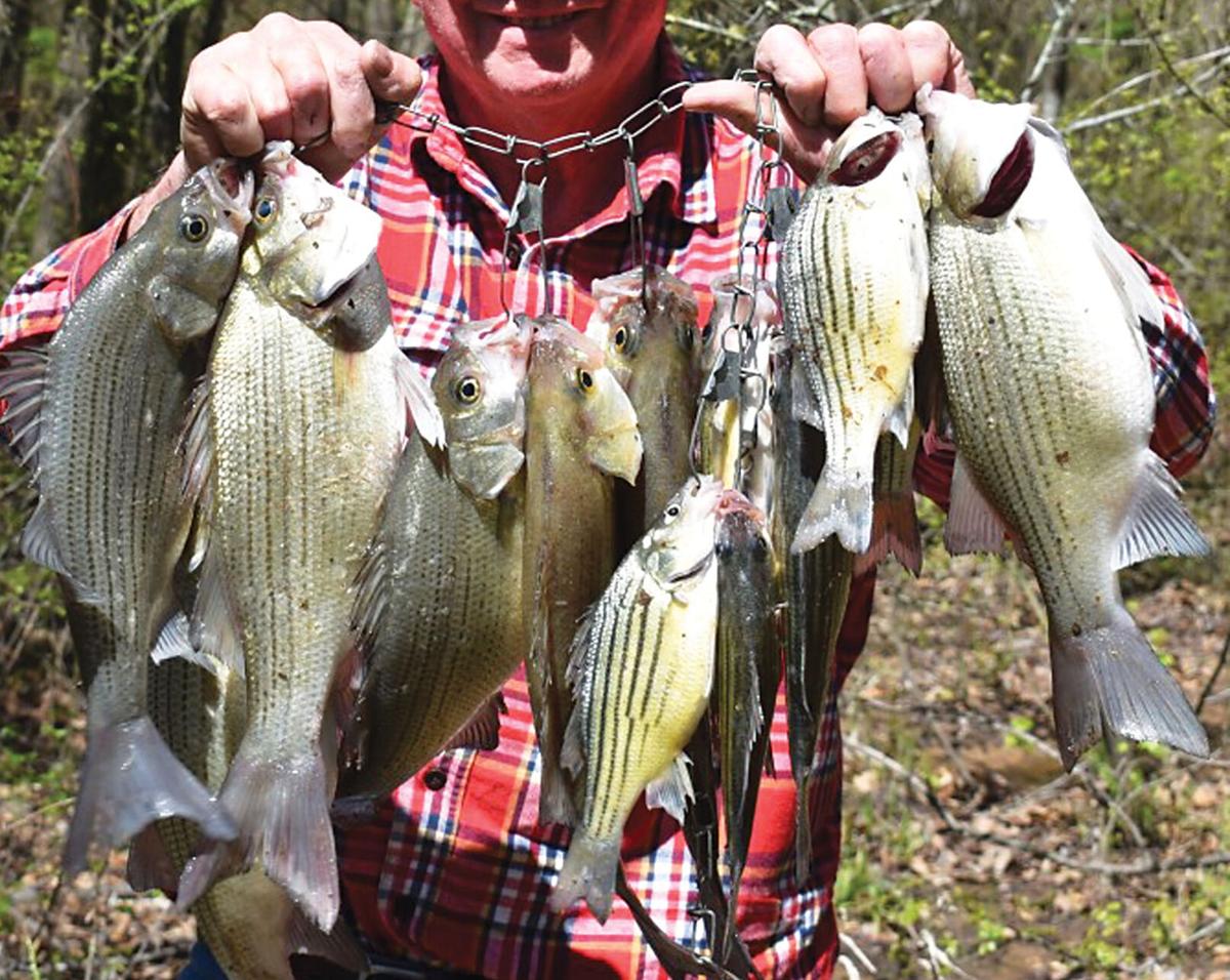 Outdoors with Luke: Fishing for sand bass, Sports