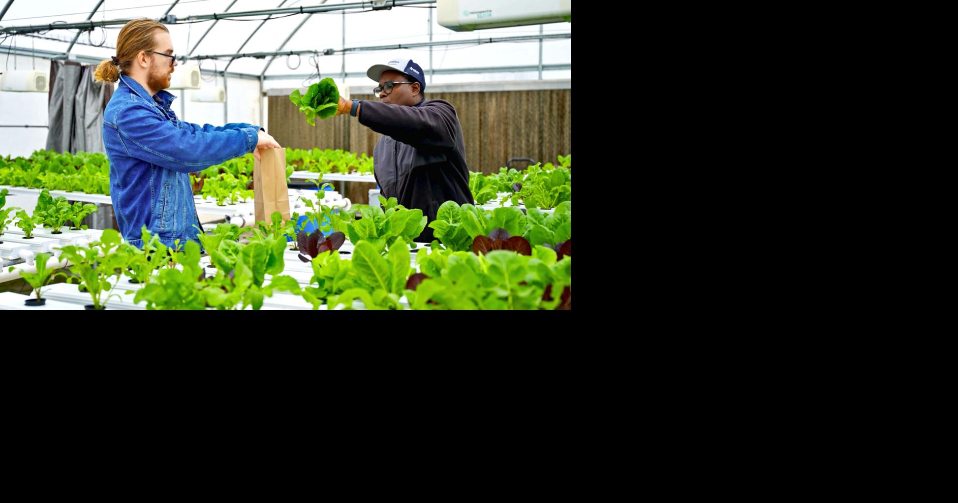 Research in ETAMU's greenhouses seeks solutions for urban agriculture
