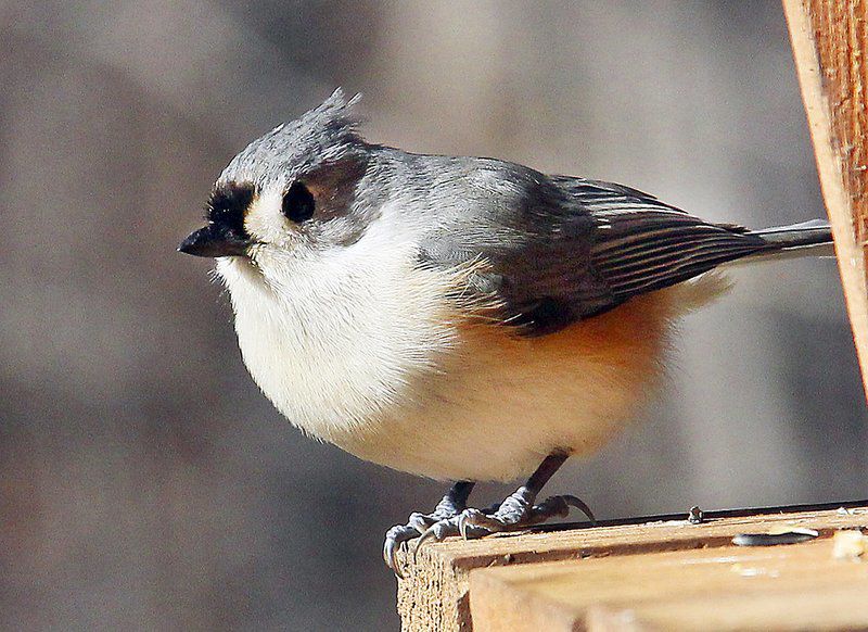 Warm winters, early springs threaten Indiana birds Local News