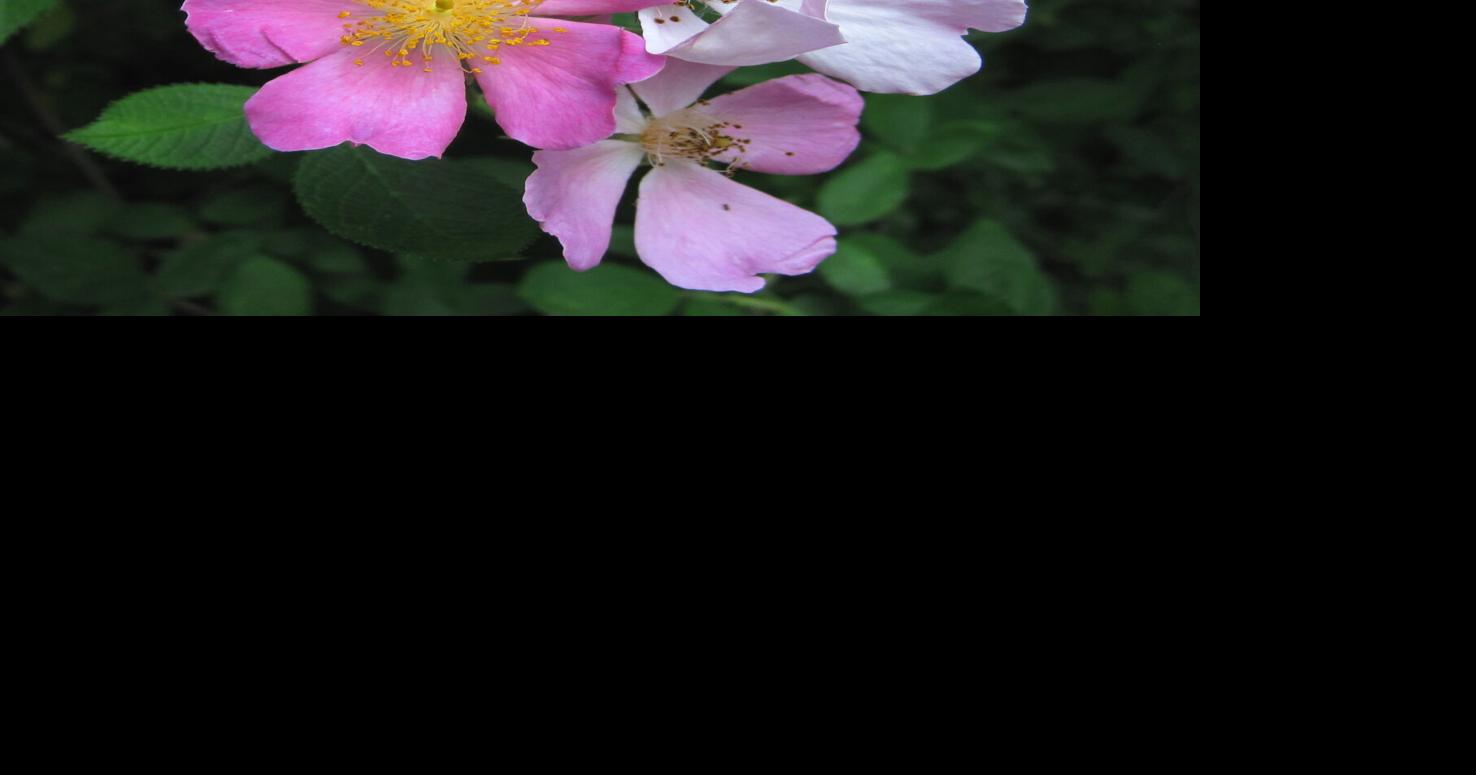 On Nature column: Illinois rose attracts variety of insects