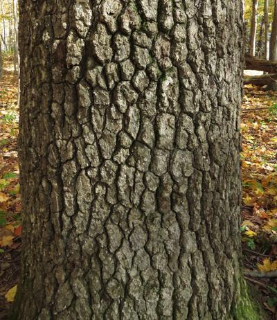 On Nature Black Gum Beautiful Native Tree Opinion Heraldbulletin Com