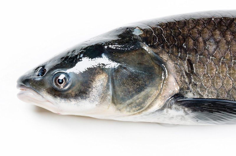 black carp