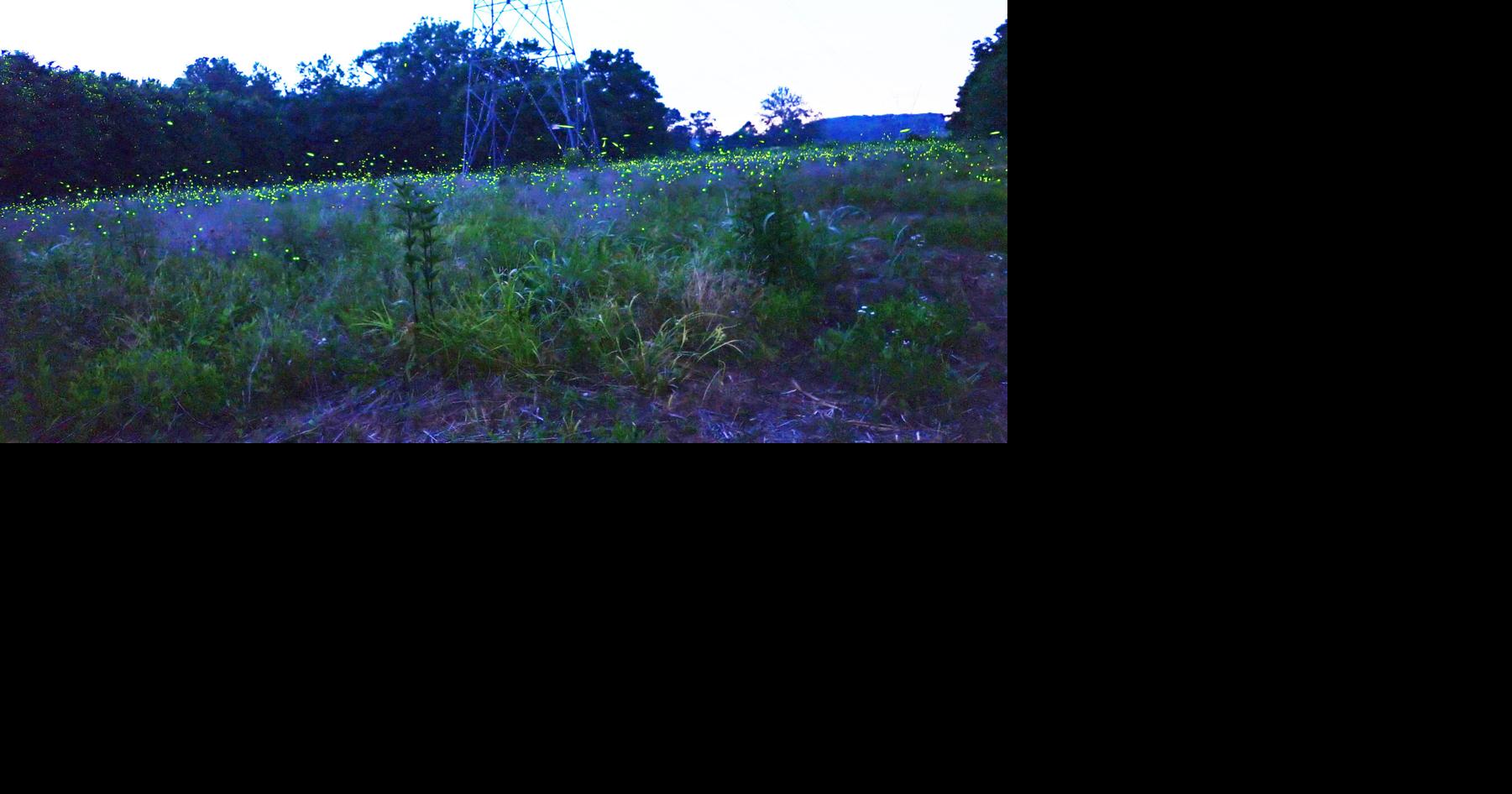 As an Indiana firefly species nears extinction, advocates raise alarms ...