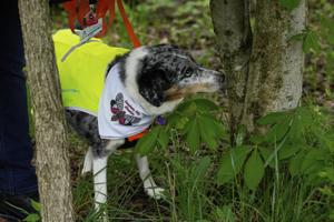 Four-legged investigators sniff out spotted lanternfly eggs to slow the spread of invasive pest