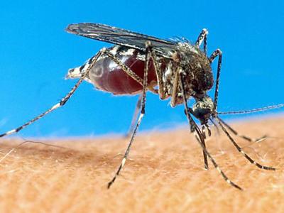 Officials urge precautions against mosquitoes