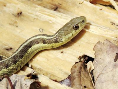 On Nature Column Garter Snake Is Friend To Hmans Not So Much To