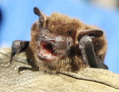Indiana Sorority House Had Rare Case Of Bats State News