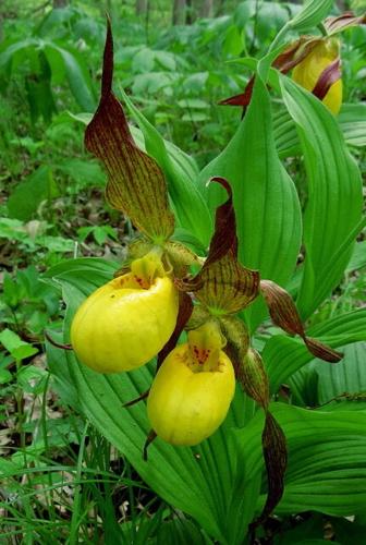 Door To Nature: Native Wild Orchids Door County Pulse