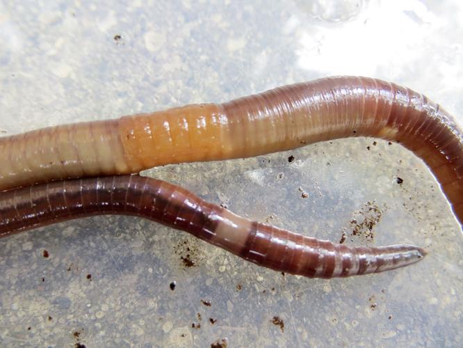 Asian jumping worms