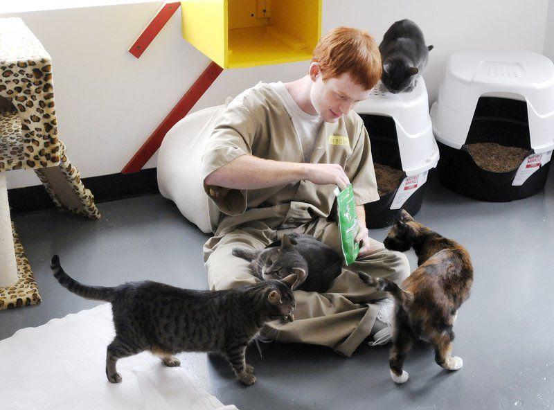 Stray Cats Get New Home At Pendleton Prison Local News
