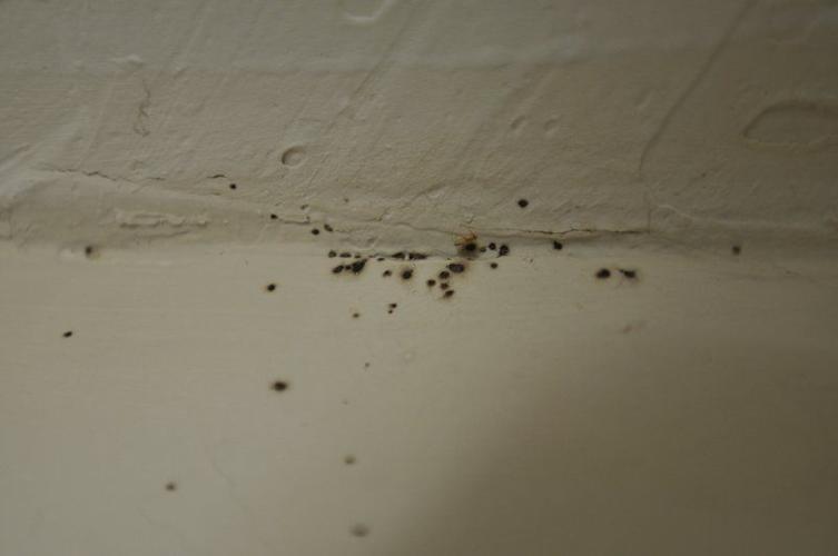 Bed Bugs A Pest In Madison County