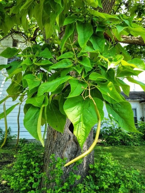 Green on sale bean tree