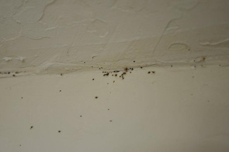 Bed Bugs A Pest In Madison County