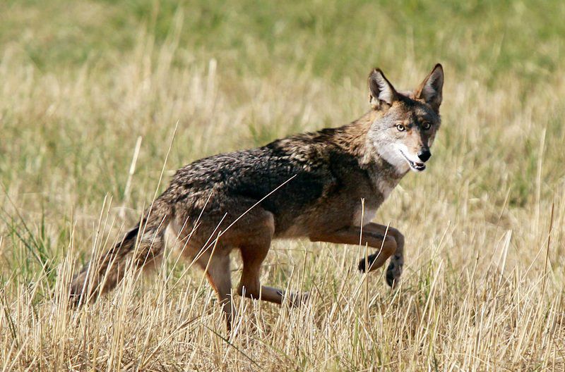 On Nature column: As humans altered western landscape, coyotes migrated