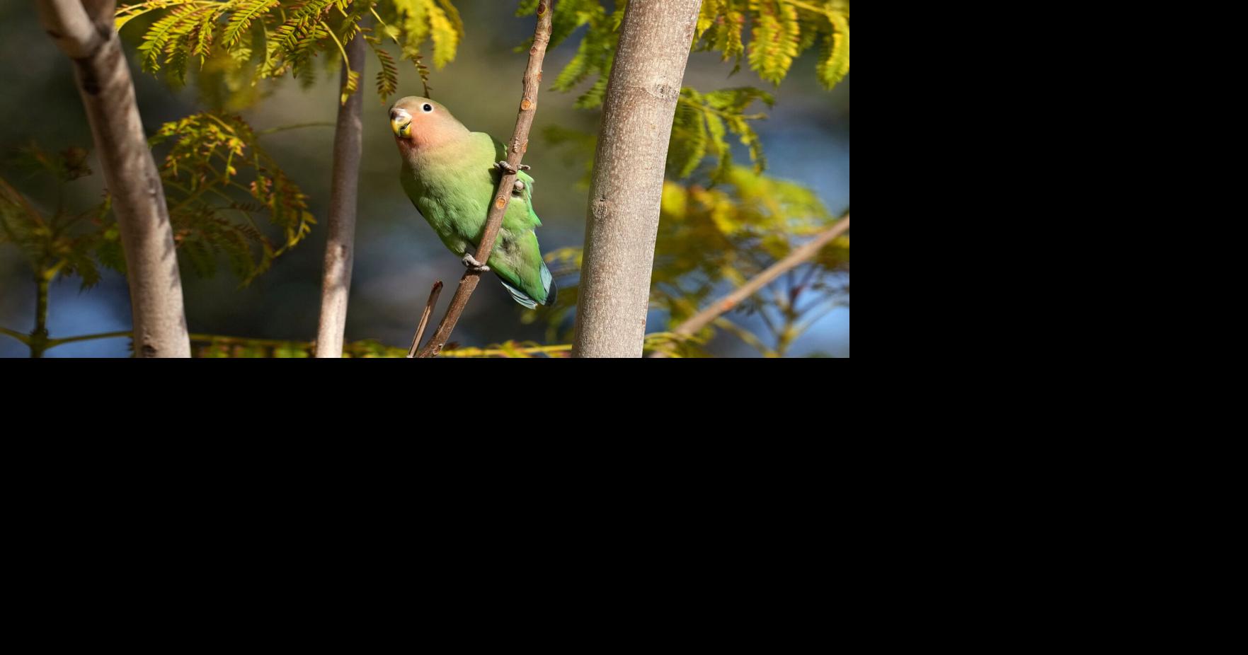 What we can learn from lovebirds, the rare birds that mate for life