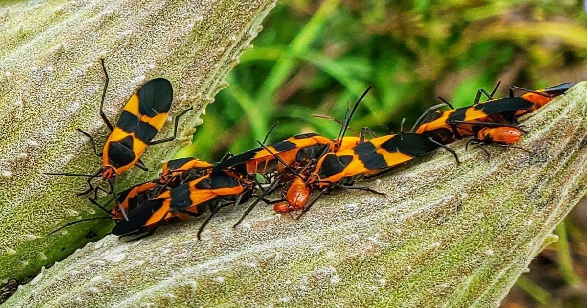 December Insect On Nature column: How insects survive the winter freeze | Opinion ...