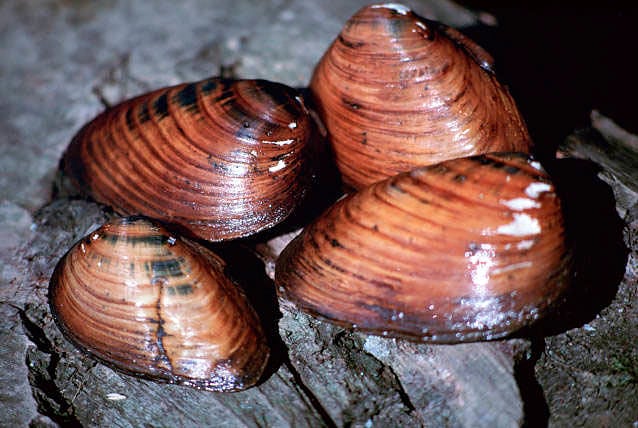 are clams endangered