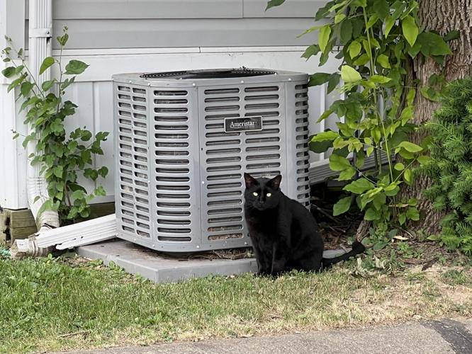 Collapsible 30 Cat Trap Designed by Neighborhood Cats