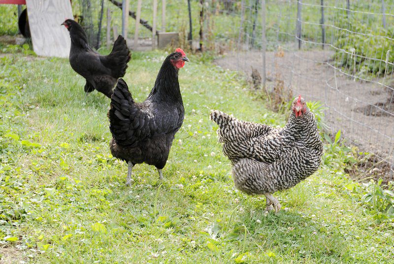 Anderson may allow chickens in city limits Local News