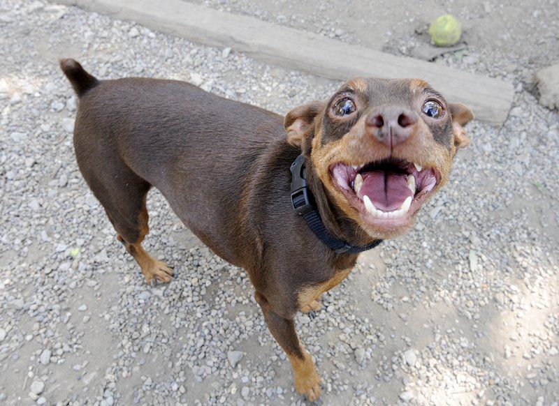 the nearest animal shelter near me