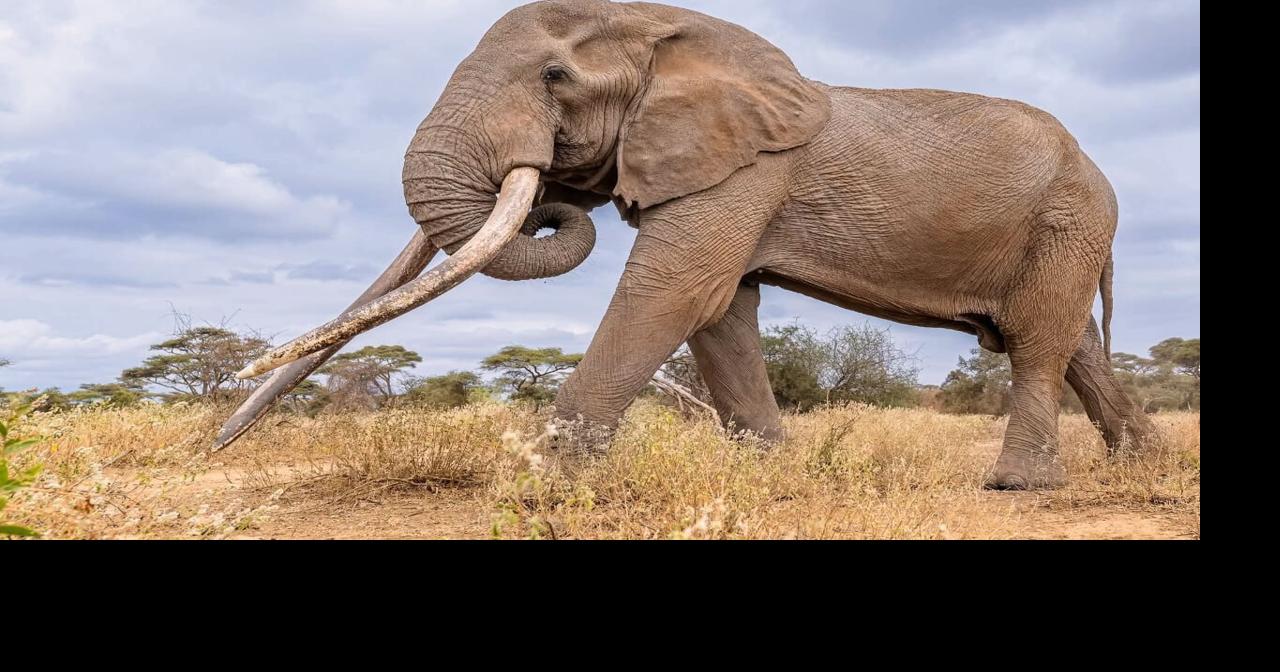 Conservationists in Kenya pay tribute to beloved 'super tusker' elephant Craig