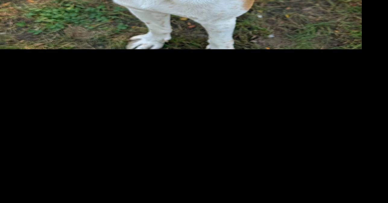 Take Us Home: Pets for adoption in Madison County
