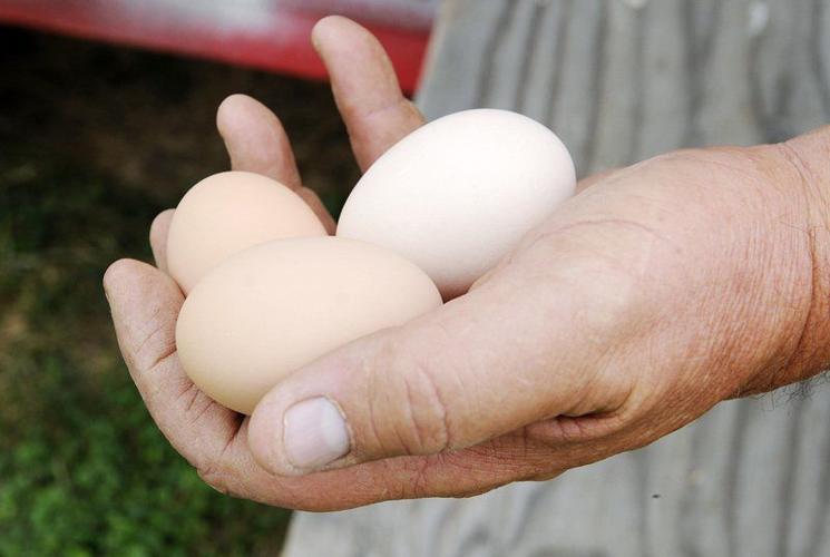 Anderson may allow chickens in city limits Local News