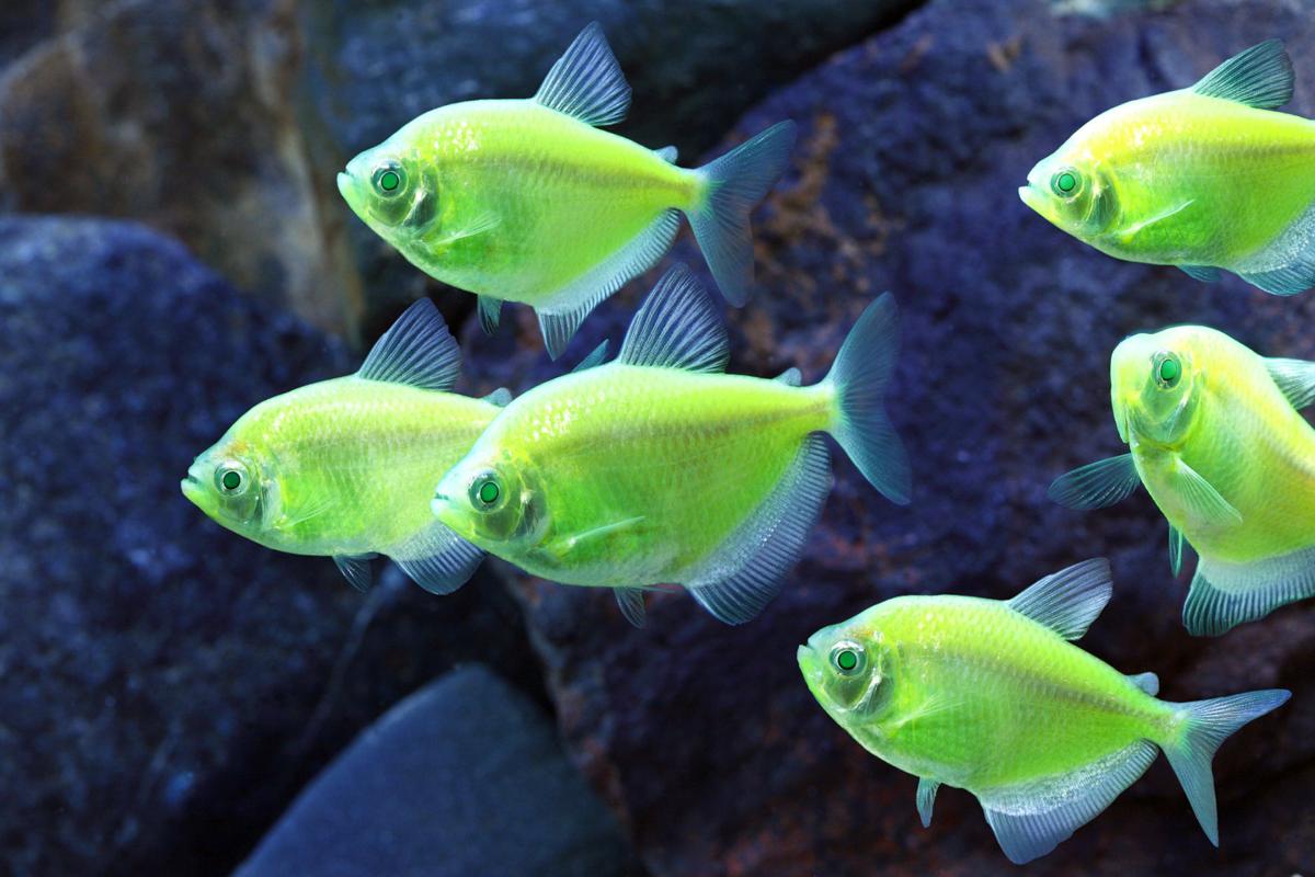 neon bright fish slip through