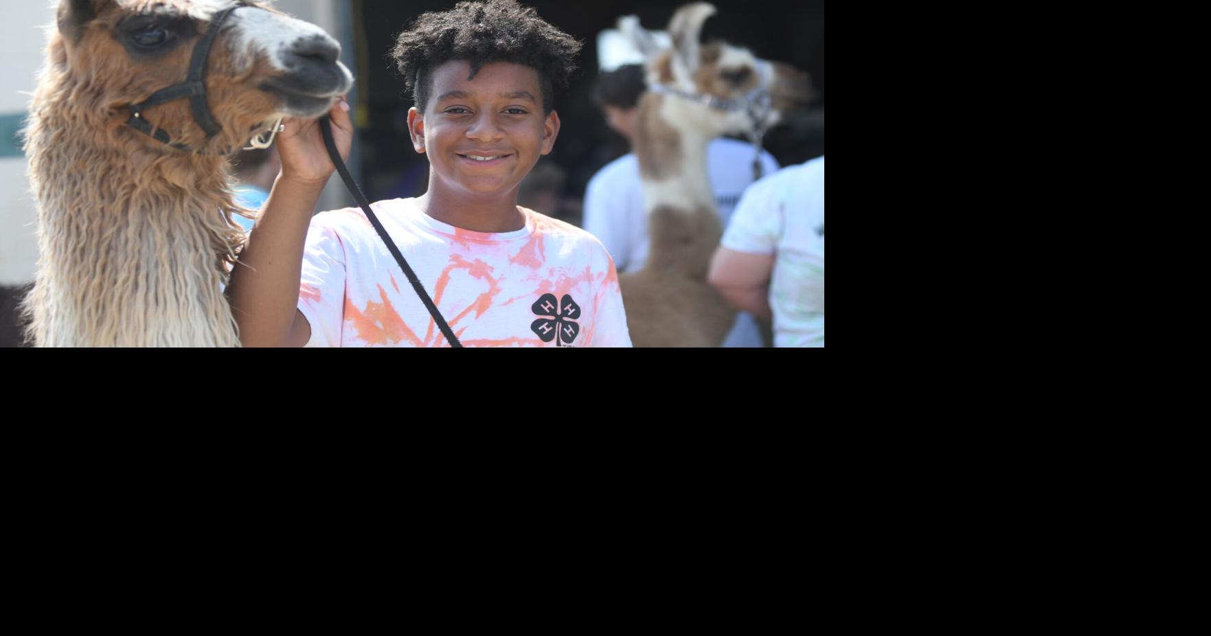 Local 4-H'ers have fun with llamas at Madison County Fairgrounds