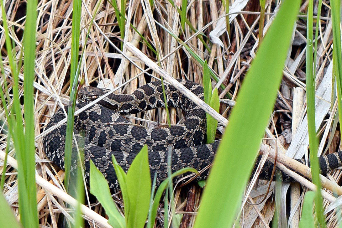 More Work Ahead To Preserve Threatened endangered Species In State more-work-ahead-to-preserve-threatened-endangered-species-in-state