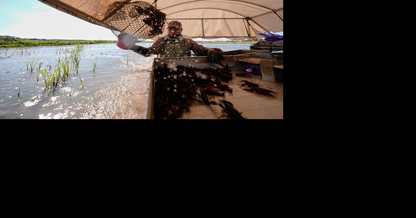 Louisiana's crawfish industry feels the pinch of limits on foreign workers