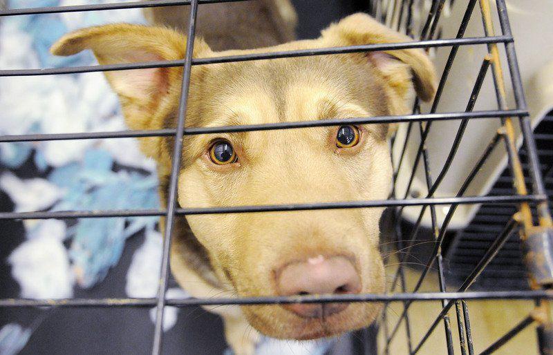 Animal Advocates Seek Solutions Not Last Resorts Local News Heraldbulletin Com